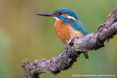 Common kingfisher distribution in Europe