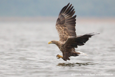 White-tailed eagle before accessing prey