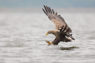 White-tailed Eagle snatching fish
