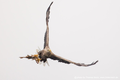 White-tailed Eagle catched prey with massive talons