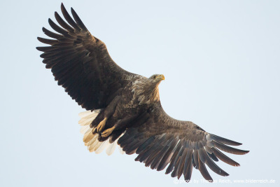 Flying White-tailed eagle low angle view