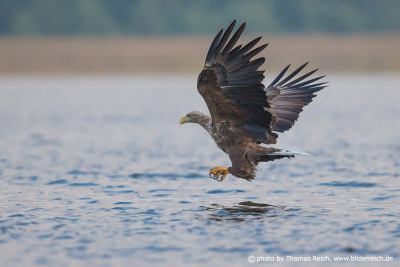 White-tailed Eagle snatching fish near surface of the water