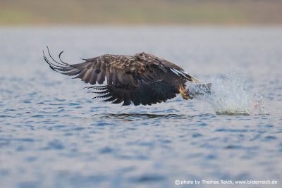 White-tailed Eagle takes fish