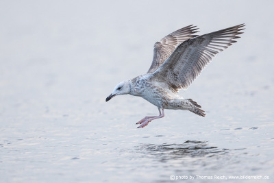 Juvenile European herring gull landing