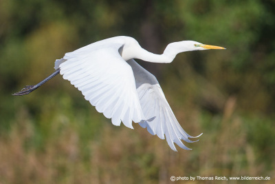 Great egret white feathers