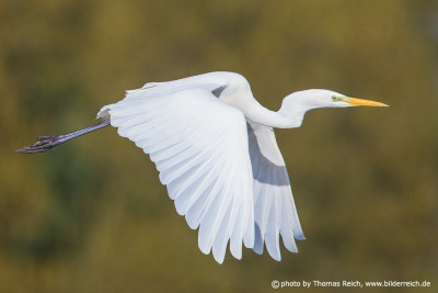 Great white egret flying
