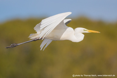 Great White Egret flight image from the side