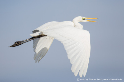 Great egret flight call
