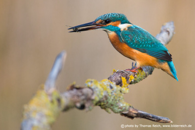 Kingfisher bird with water insect in beak