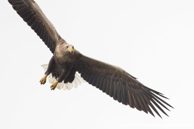 White-tailed eagle approaching prey