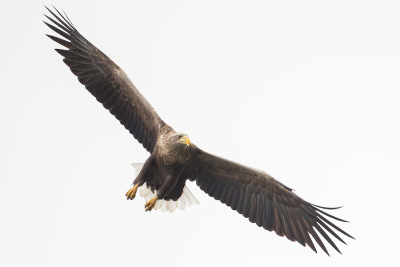 White-tailed Eagle long gliding wings