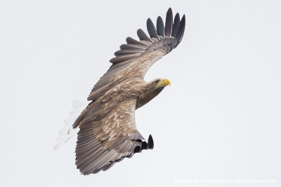 White-tailed eagle curvy flight
