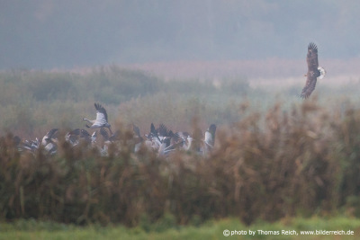 White-tailed Eagle hunting cranes