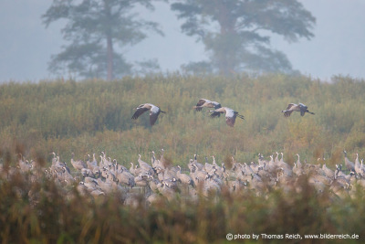 Common cranes roosting place