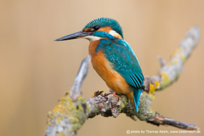 Appearance Common Kingfisher male