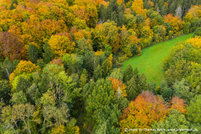 Forest clearing in autumn aerial view