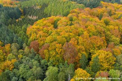 Mischwald im Herbst aus der Vogelperspektive