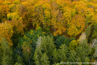 Autumn forest aerial picture