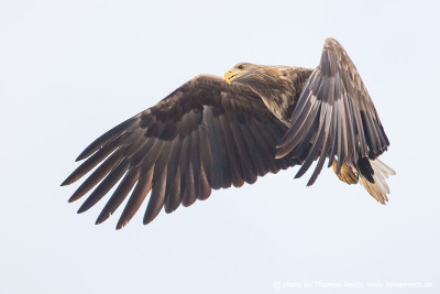Wintering white-tailed eagle in Germany