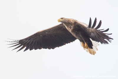 White-tailed eagle flight photo from the side