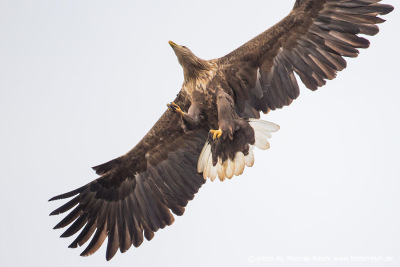 White-tailed Eagles spread wings