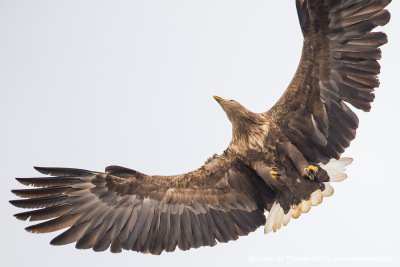 White-tailed Eagle has wings spread