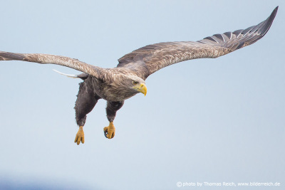 White-tailed eagle approaching fish