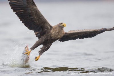White-tailed eagle grasps big fish