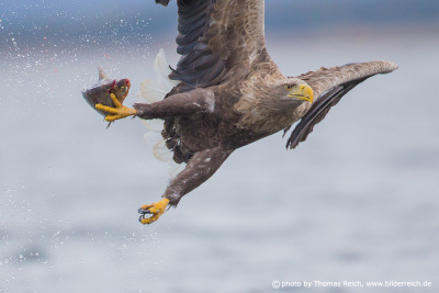 White-tailed Eagle hunting behaviour