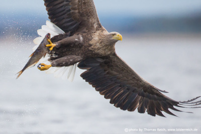 White-tailed eagle after successful hunt