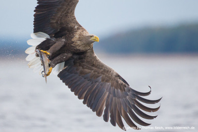 White-tailed Eagle an excellent fisher
