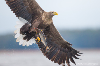 White-tailed Eagle hunting success