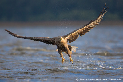 White-tailed Eagle hunting in lake