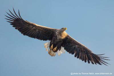 White-tailed eagle with outspread wings