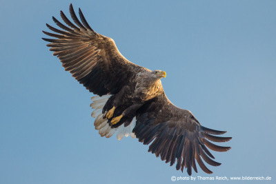 White-tailed Eagle spread wings