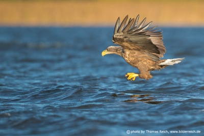 White-tailed eagle just above the water surface
