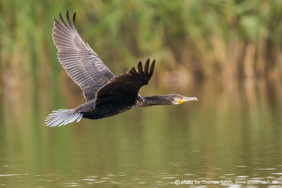 Great Cormorant in flight picture