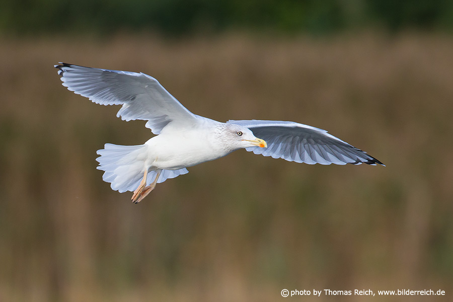 European herring gull in flight