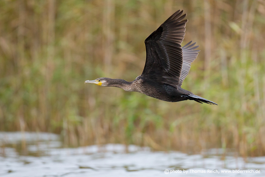 Adult Great Cormorant flying