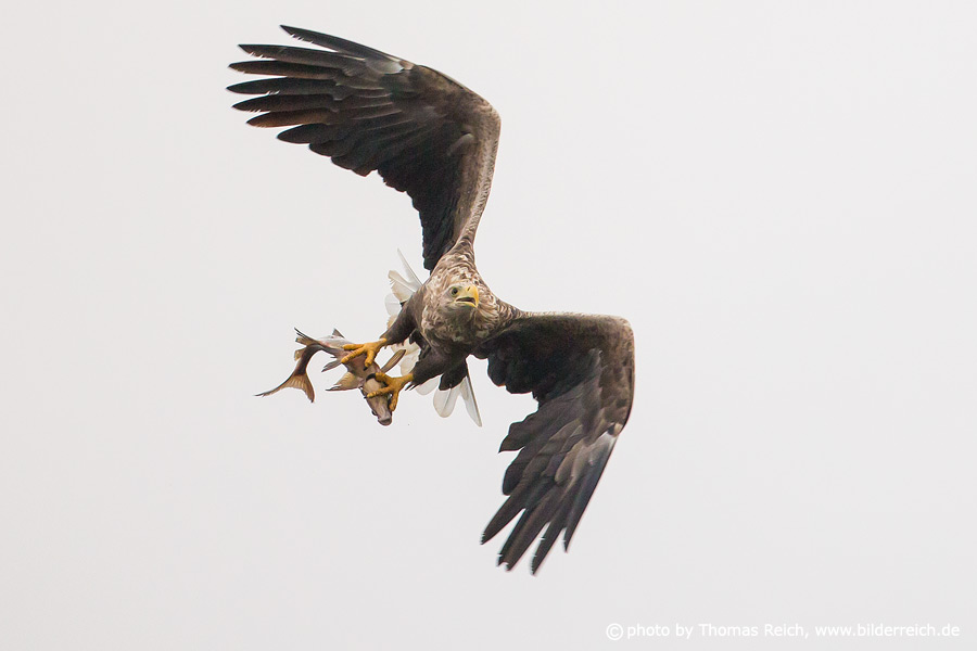 White-tailed Eagle hunts fish