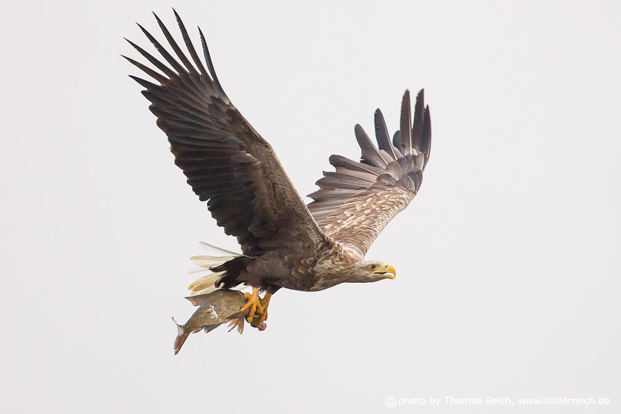Flying White tailed Eagle with fish in claws