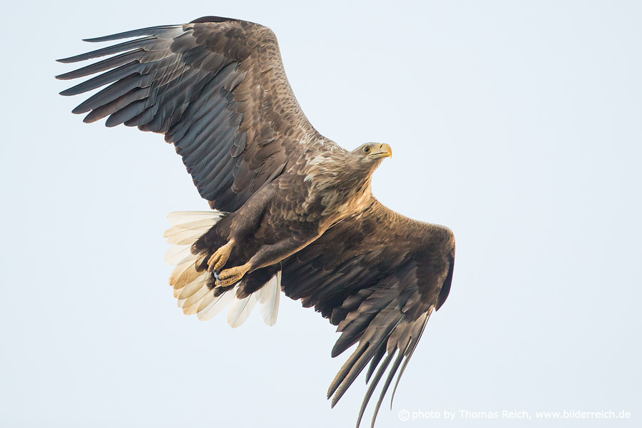 White tailed Eagle in flight from below