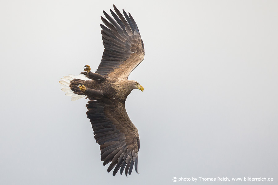 White tailed Eagle hunting