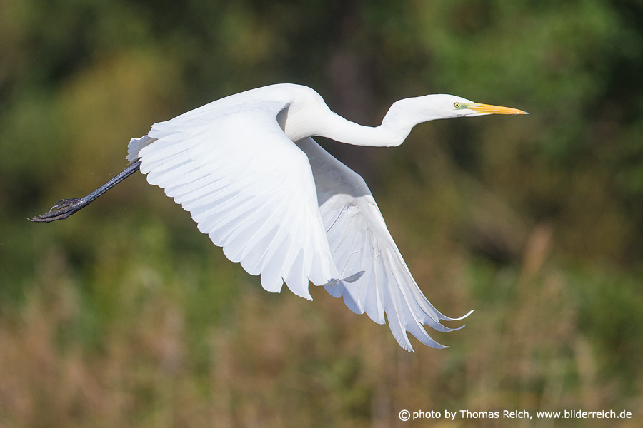 Great egret white feathers