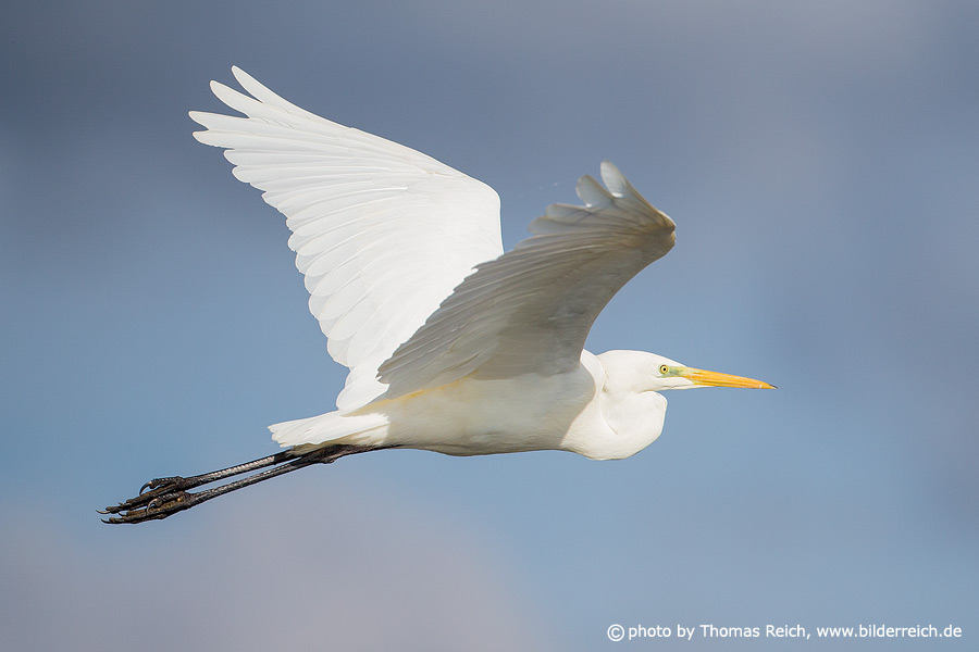 Great egret flying photograph