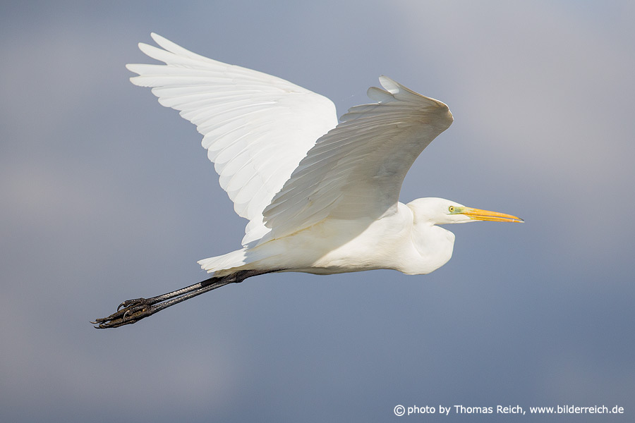 Great egret flight photo