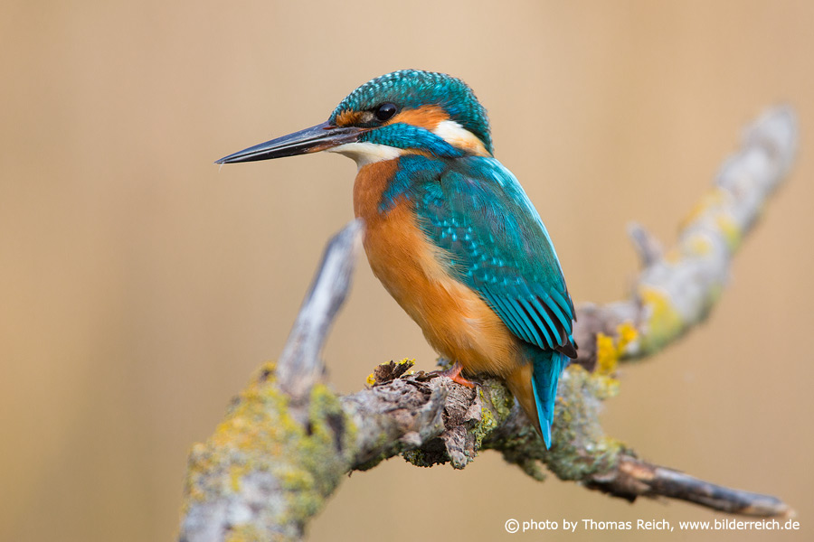 Appearance Common Kingfisher male