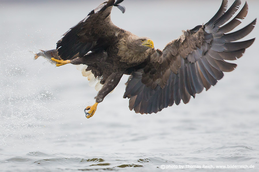 White-tailed eagle with prey claws