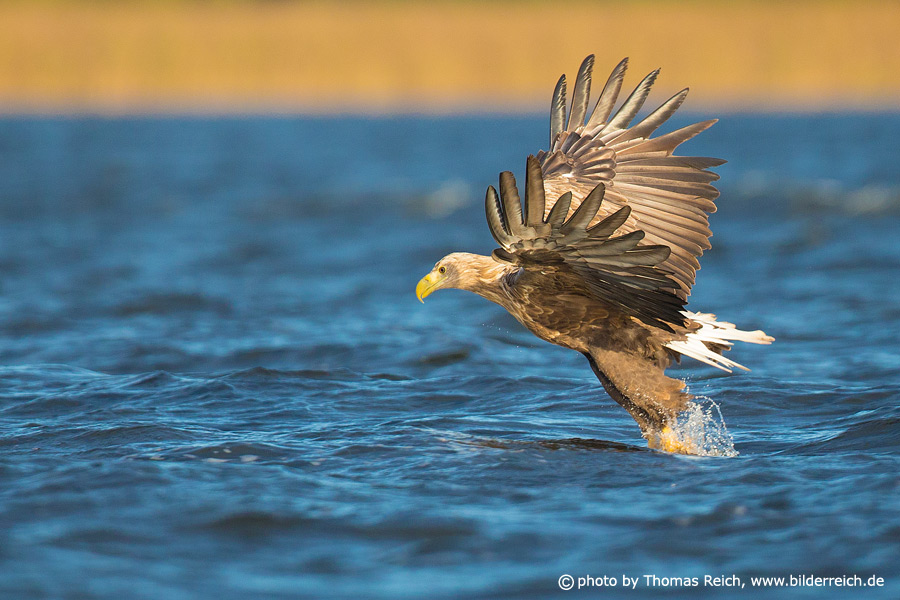 White-tailed eagle catching fish out of the water