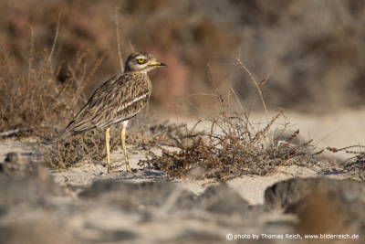 Eurasian Stone-curlew Africa